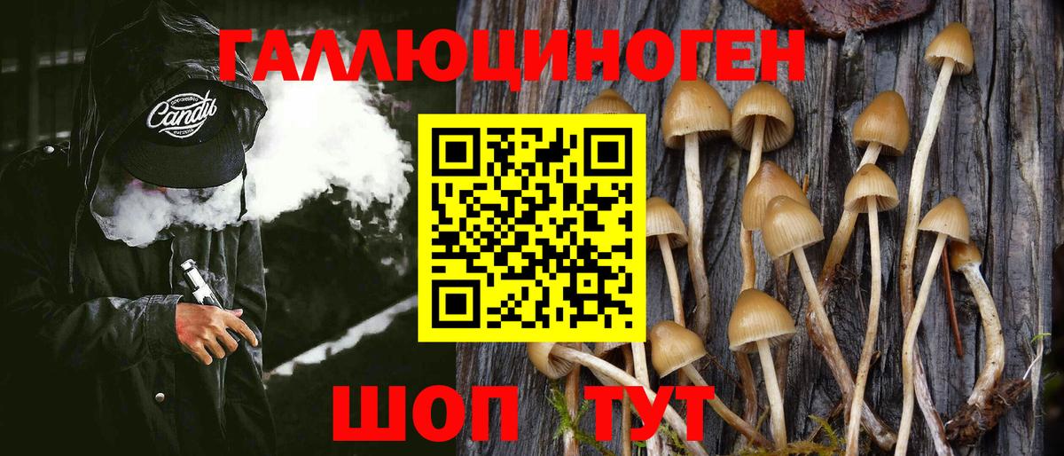 Псилоцибиновые грибы Cubensis Кандалакша